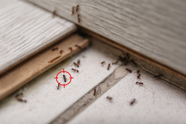 Best Pest Control Near Me  in Santa Claus, IN